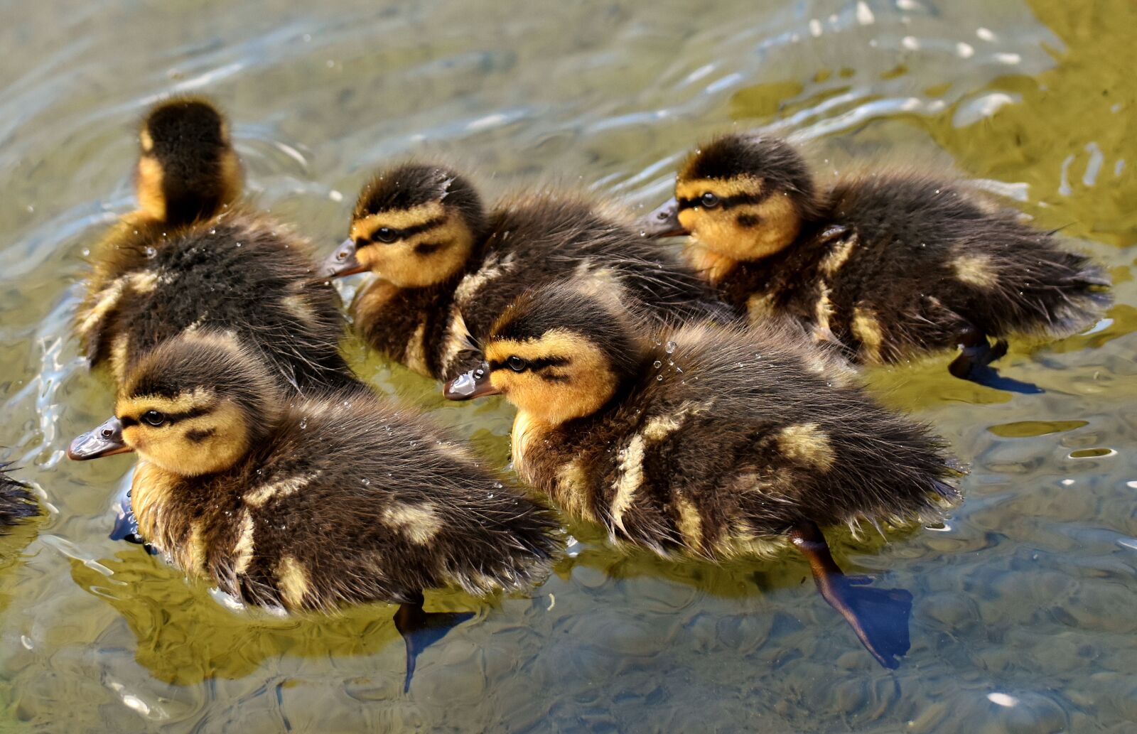 Nikon D7200 sample photo. Mallard, chicks, baby photography