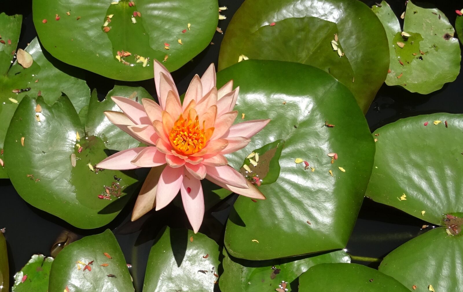 Sony DSC-HX60V sample photo. Flower, water lily, nymphaea photography