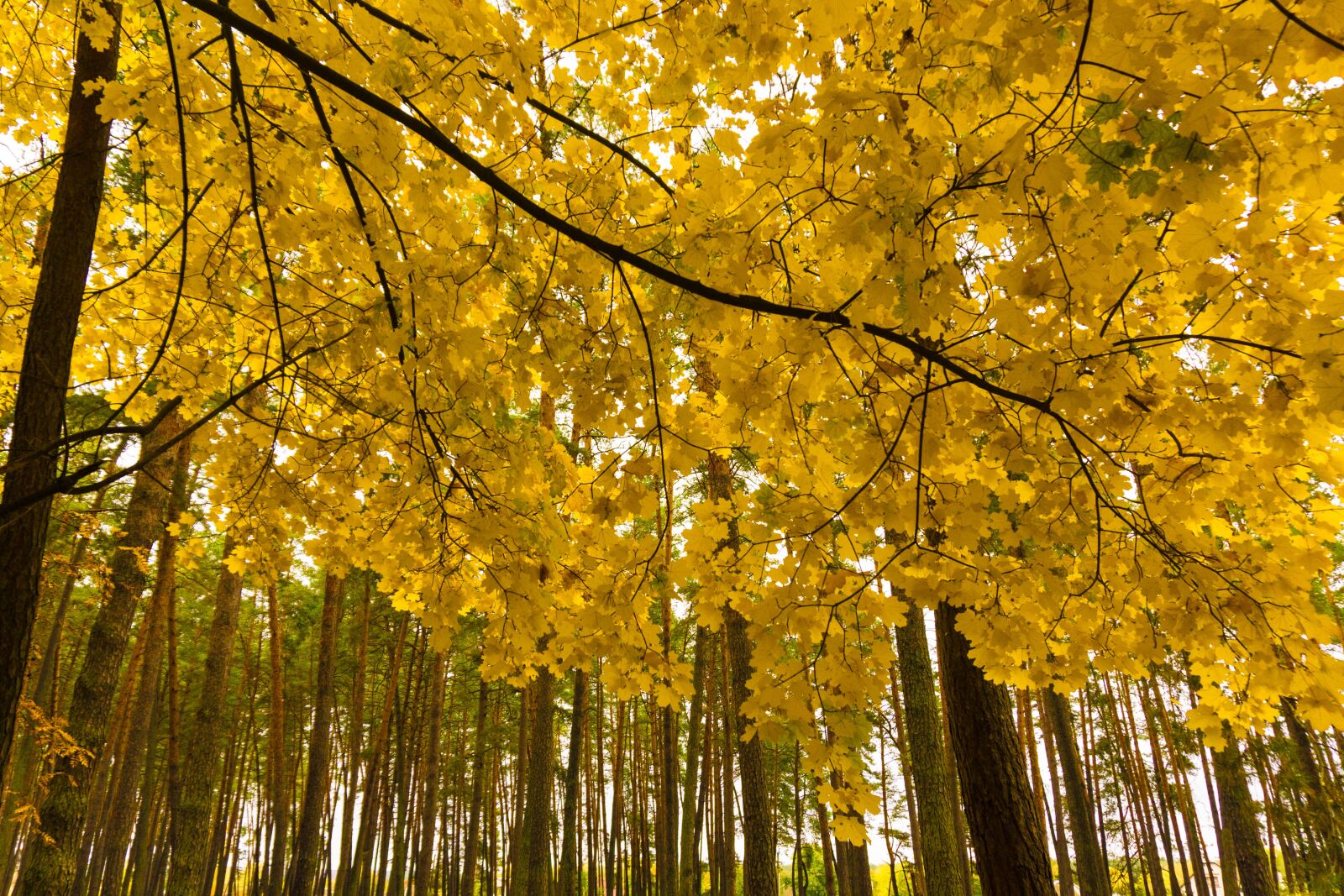 Sony E 16-50mm F3.5-5.6 PZ OSS sample photo. Autumn, paint, forest photography