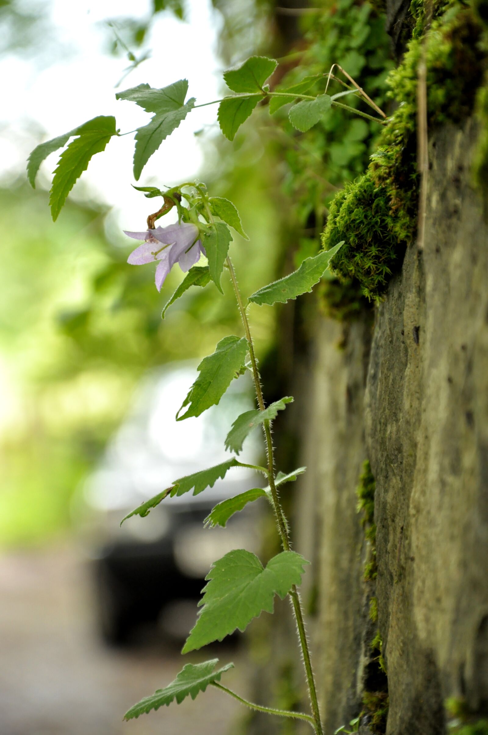 Nikon D90 sample photo. Tracking, auto, adventure photography