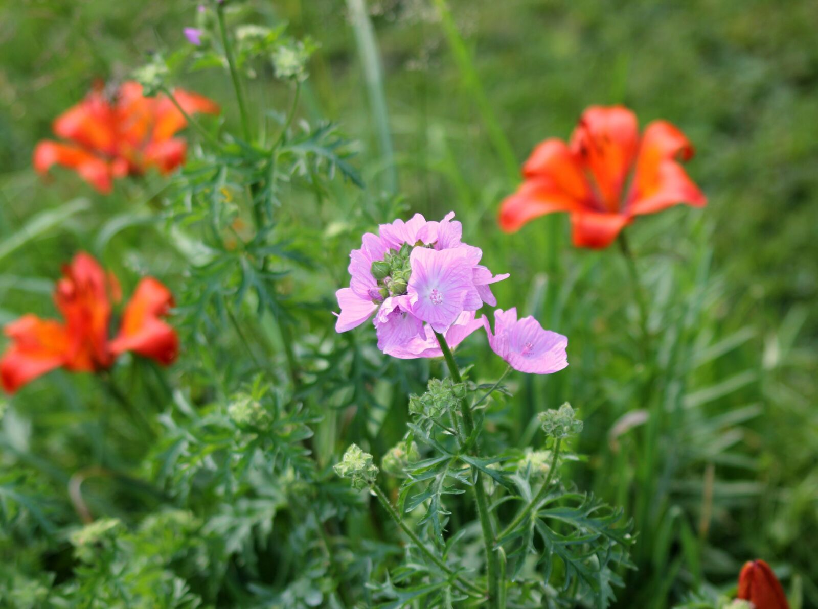 Canon EOS 550D (EOS Rebel T2i / EOS Kiss X4) sample photo. Wild flower, flower, summer photography