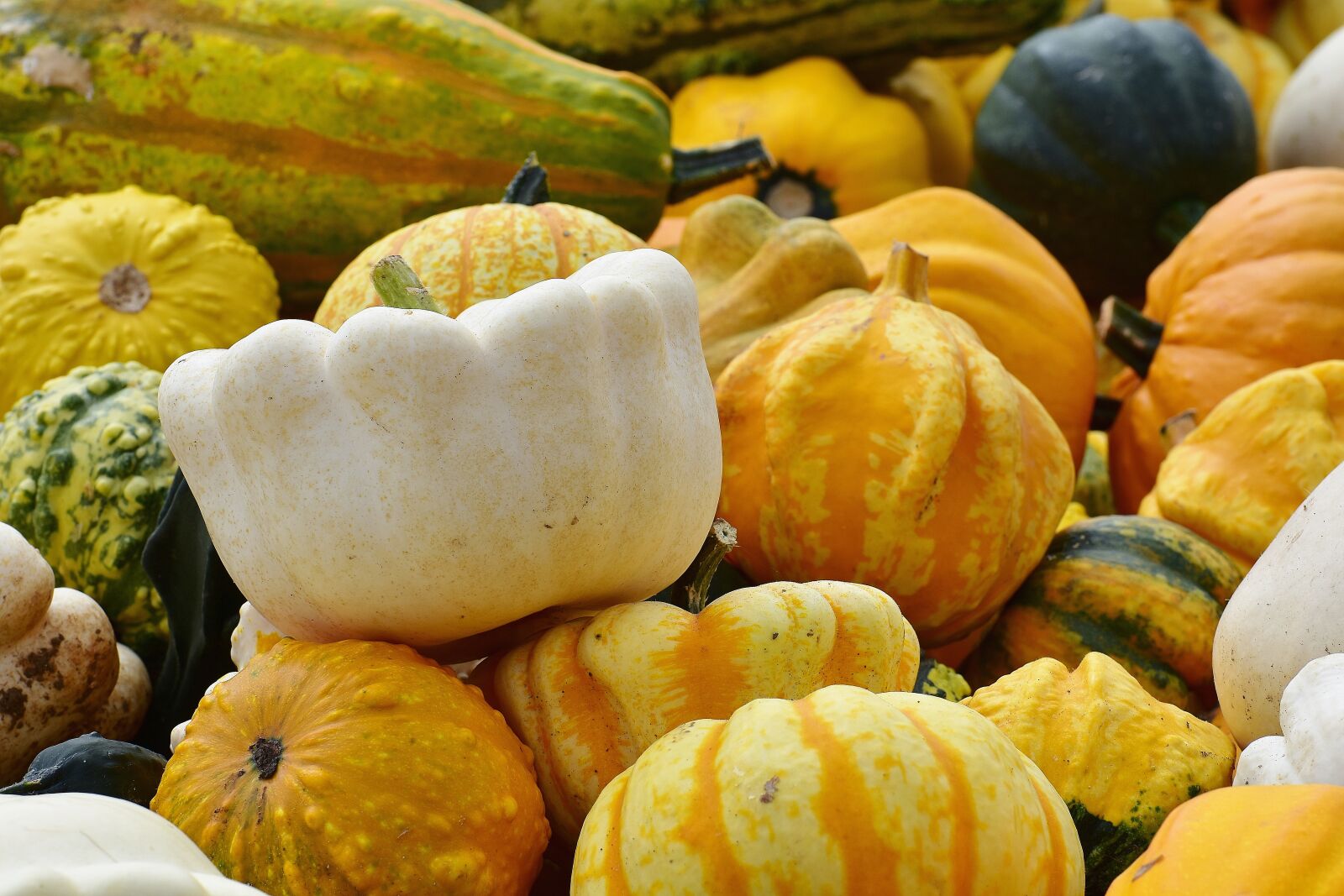 Nikon D7200 sample photo. Pumpkins, autumn, autumn decoration photography