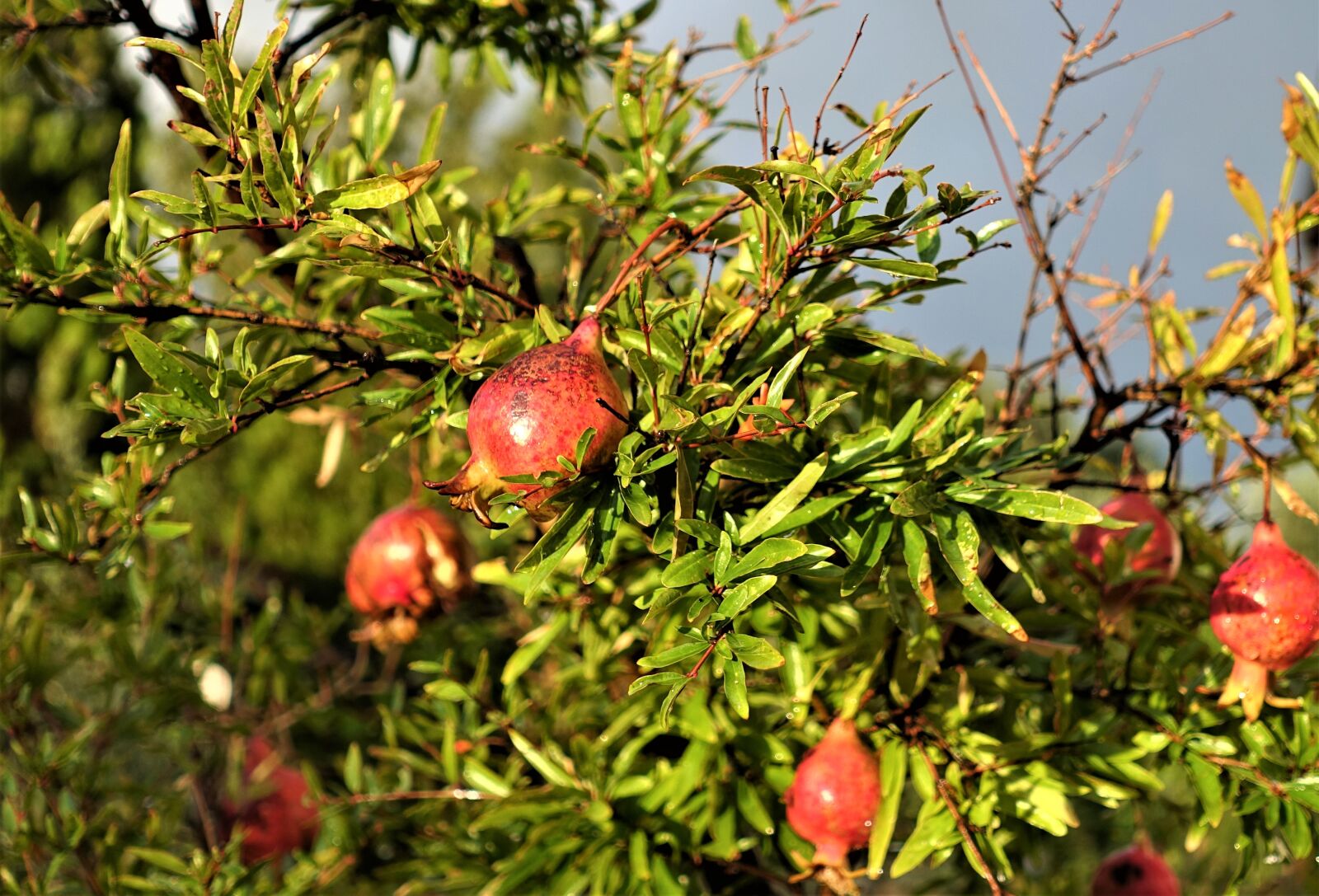 Sony Cyber-shot DSC-RX100 IV sample photo. Pomegranate, garden, campaign photography