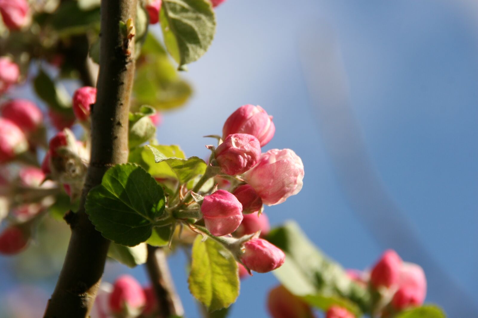 Canon EOS 30D sample photo. Tree, flower, spring photography