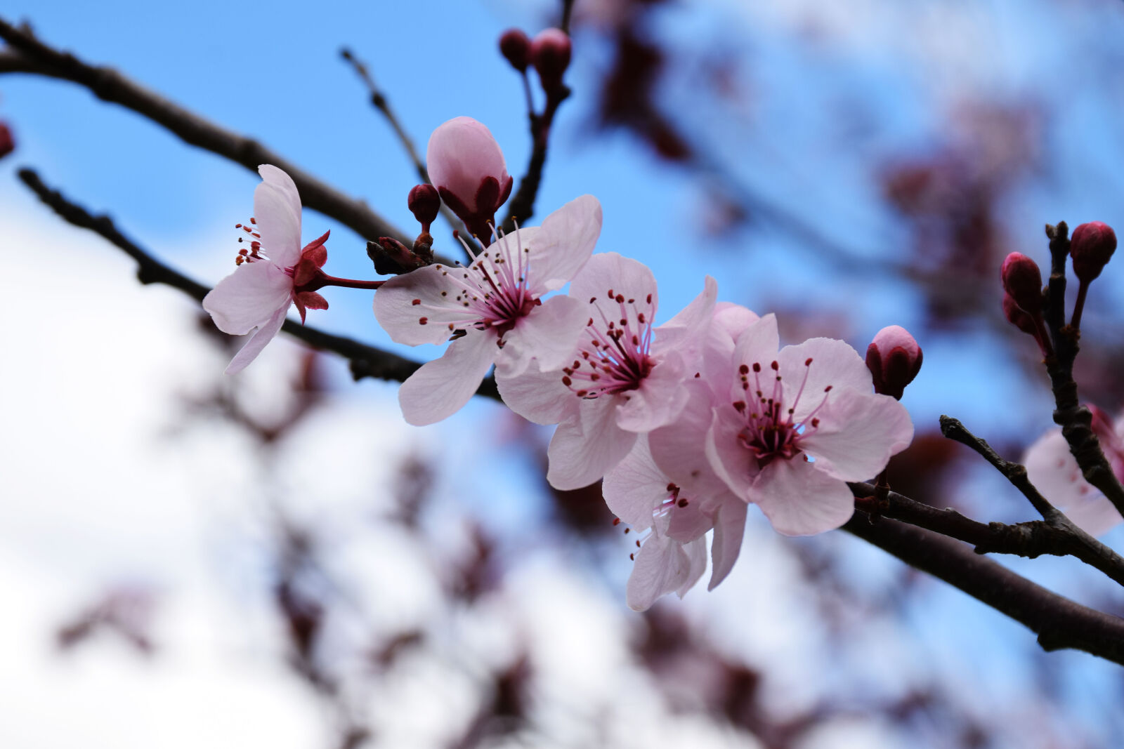 Nikon D5300 sample photo. Flowers, australia, winter, perth photography