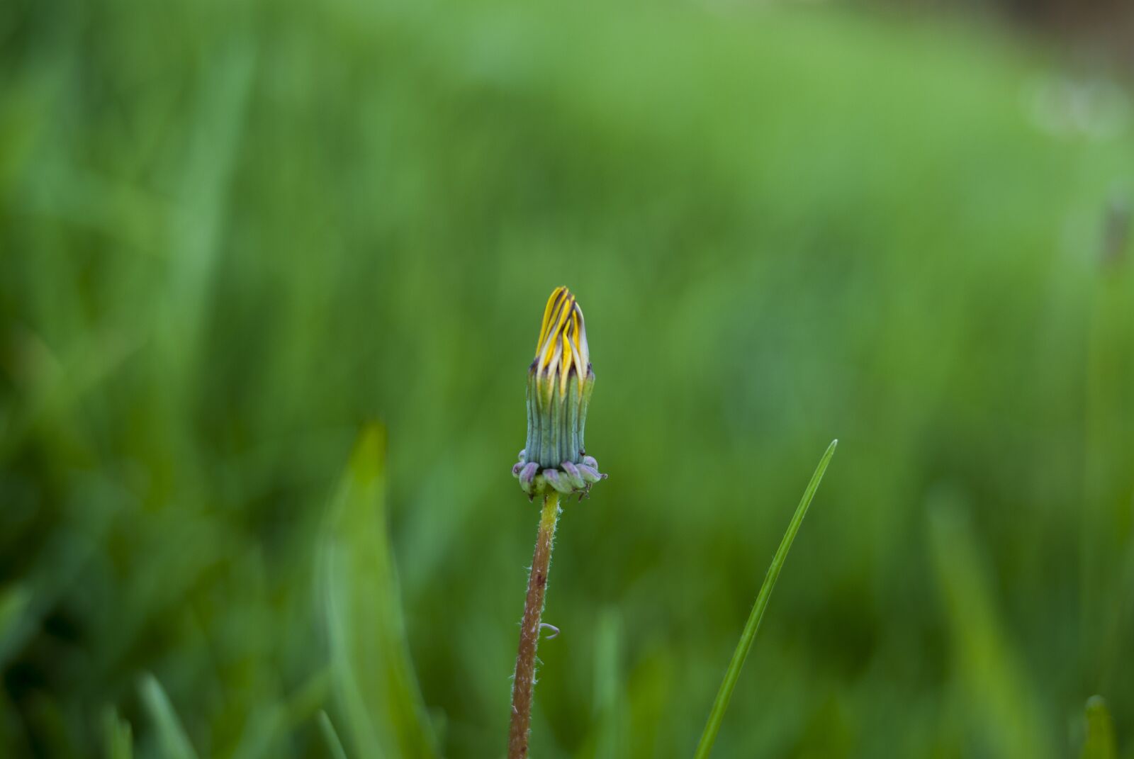 Nikon D60 sample photo. Petalo dandelion, lawn, nature photography