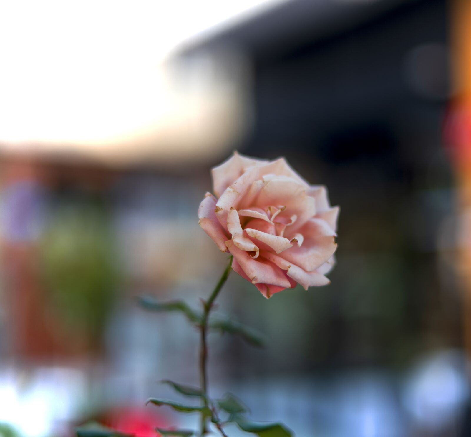 Nikon D750 sample photo. Rose, flower, bokeh photography