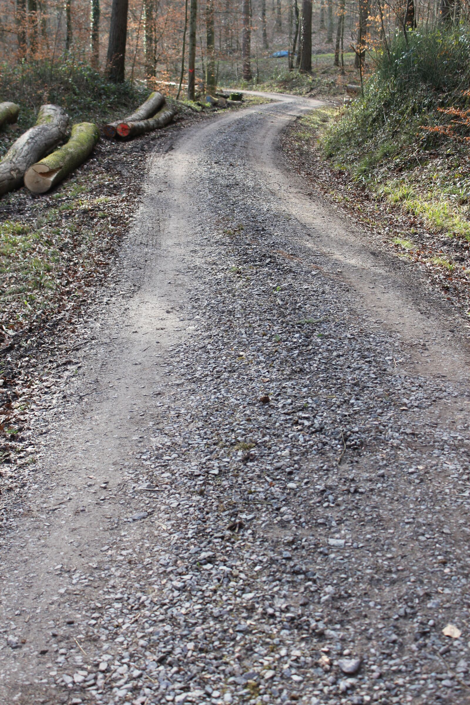 Canon EOS 1200D (EOS Rebel T5 / EOS Kiss X70 / EOS Hi) sample photo. Away, forest, forest path photography