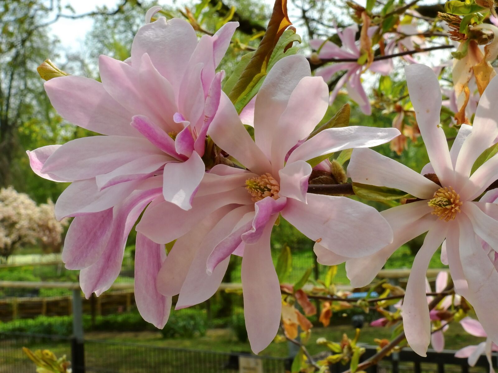 Nikon Coolpix P900 sample photo. Flower, blossom, bloom photography