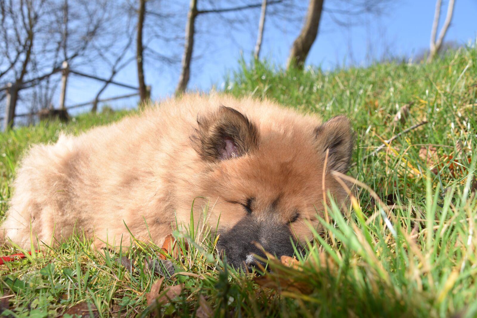 Nikon D5600 sample photo. Dog, puppy, pup photography