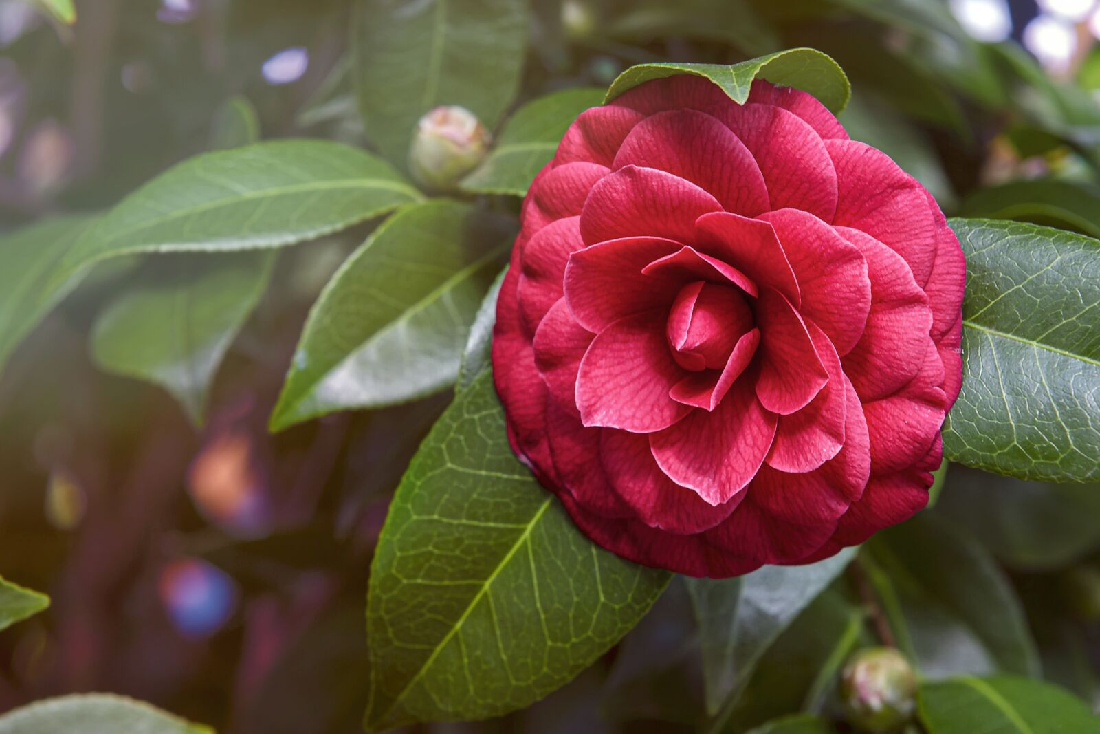 Nikon D3S sample photo. Flower, plant, camellia photography