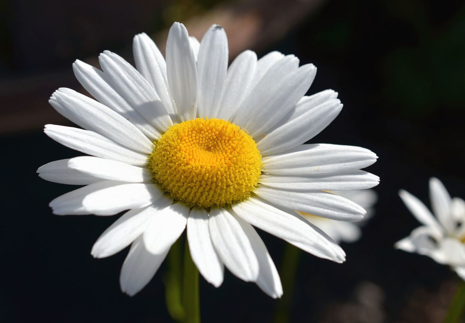 Nikon D5100 sample photo. Polen, petal, daisy, flover photography
