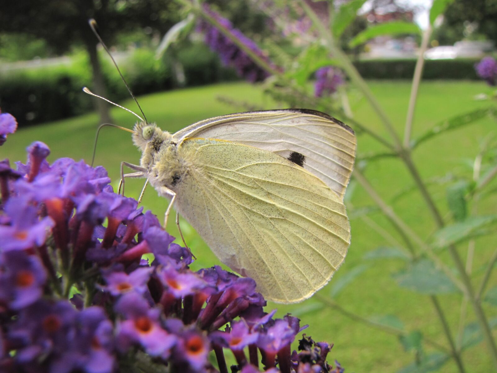 Canon PowerShot SX10 IS sample photo. Insect, summer lilac, purple photography
