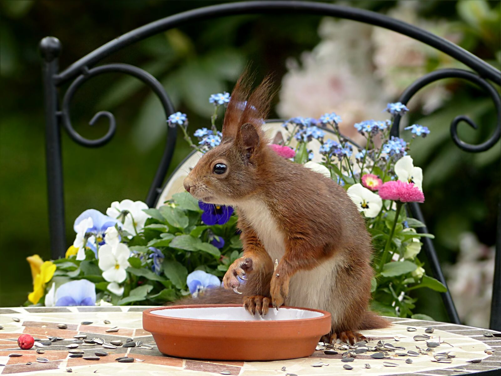 Panasonic Lumix DMC-FZ200 sample photo. Animal, rodent, squirrel photography