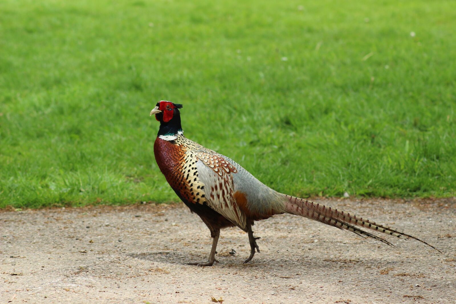Canon EOS 100D (EOS Rebel SL1 / EOS Kiss X7) sample photo. Pheasant, bird, national trust photography