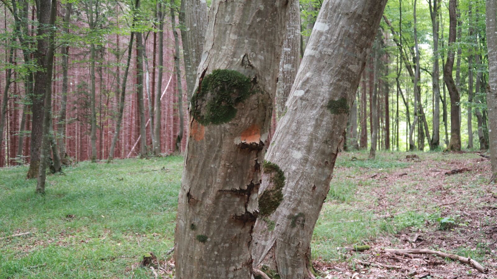 Canon PowerShot G7 X Mark II sample photo. Sad, tree, nature photography