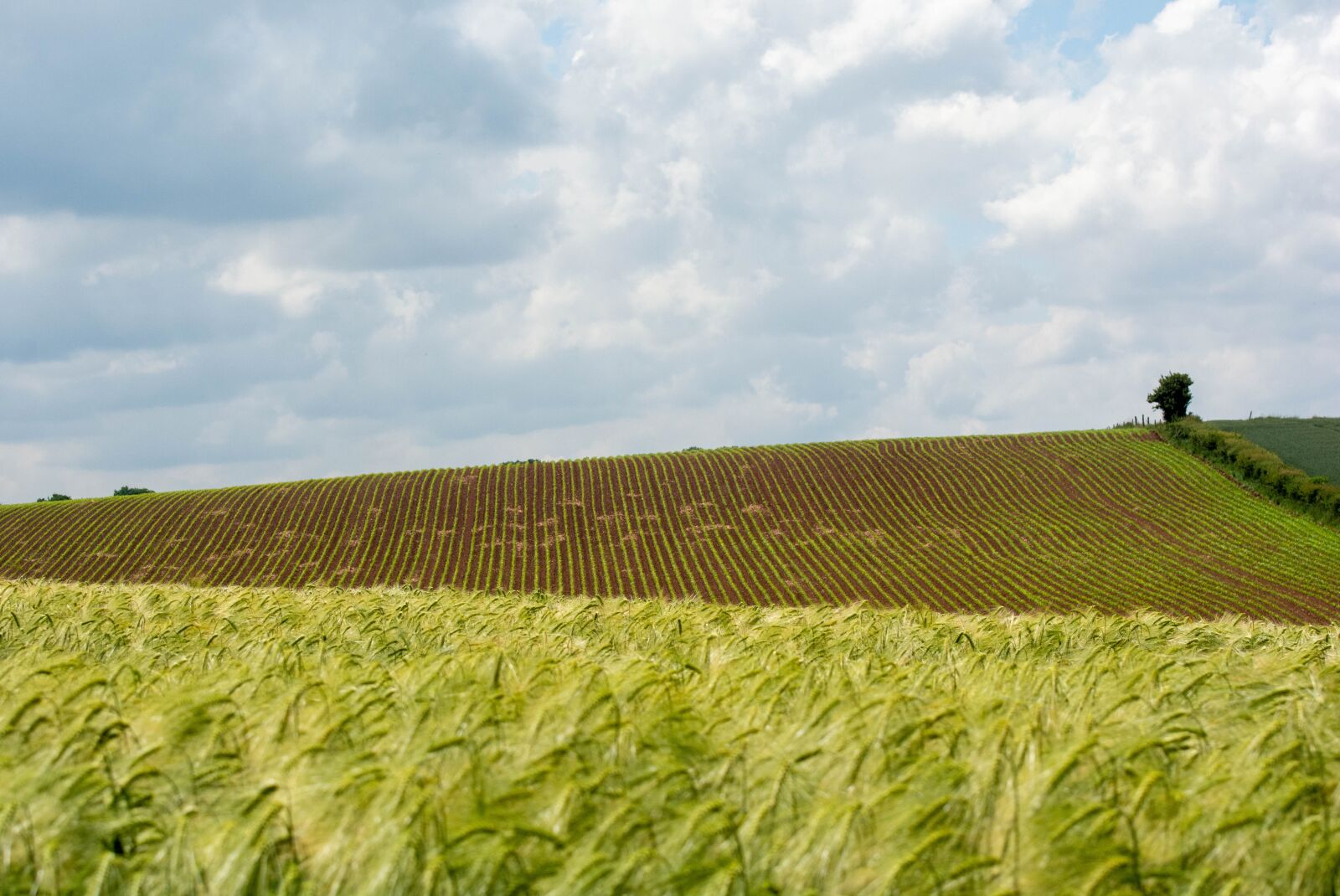 Nikon D7100 sample photo. Sky, field, crops photography