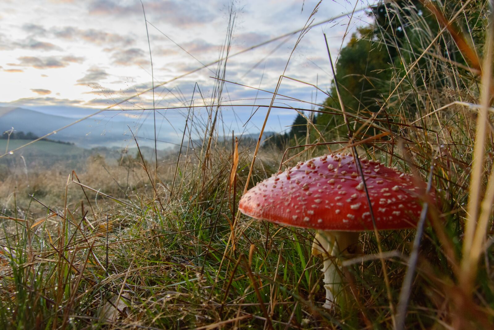 Nikon D7100 sample photo. Amanita, mushroom, forest photography