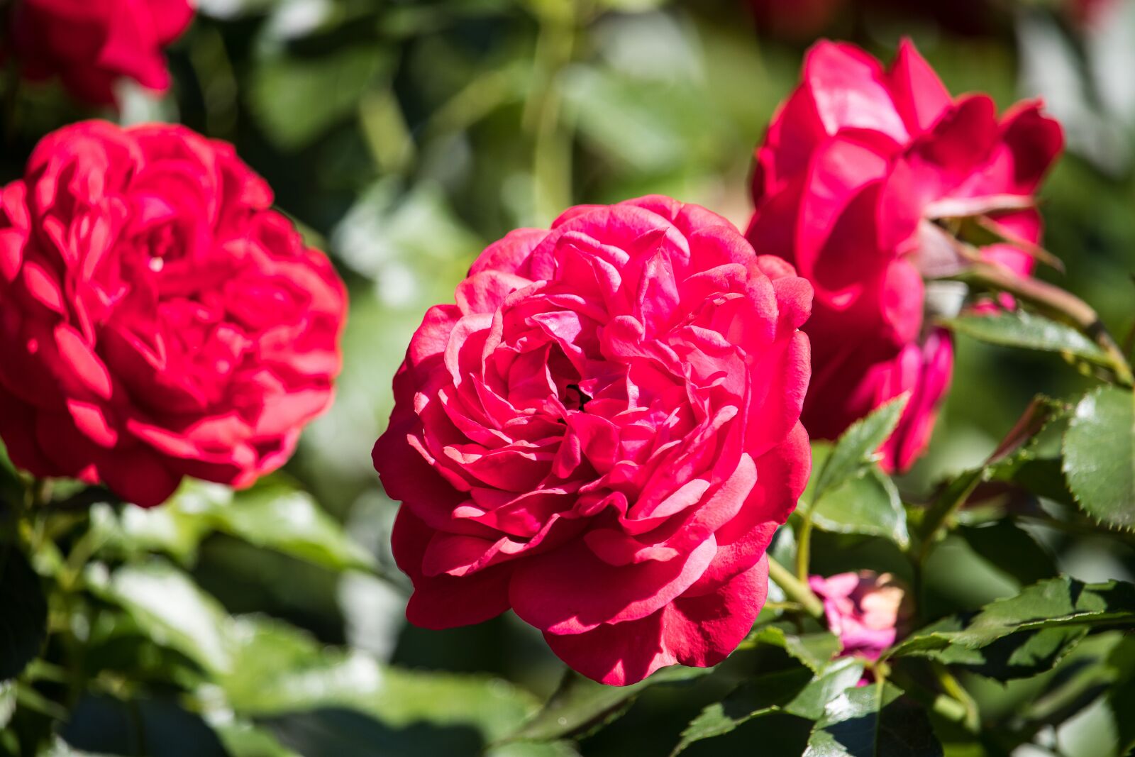 Canon EF-S 55-250mm F4-5.6 IS STM sample photo. Rose, plant, ornamental plant photography