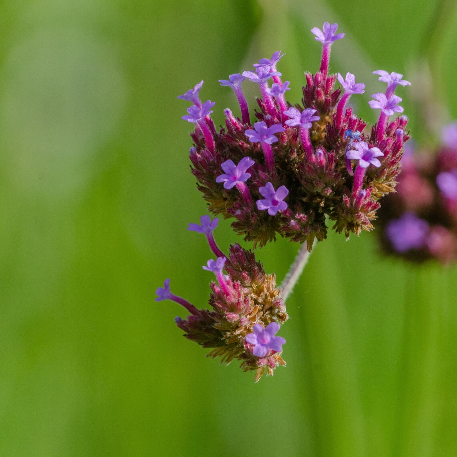 Nikon D7000 sample photo. Flower, botany, violet photography
