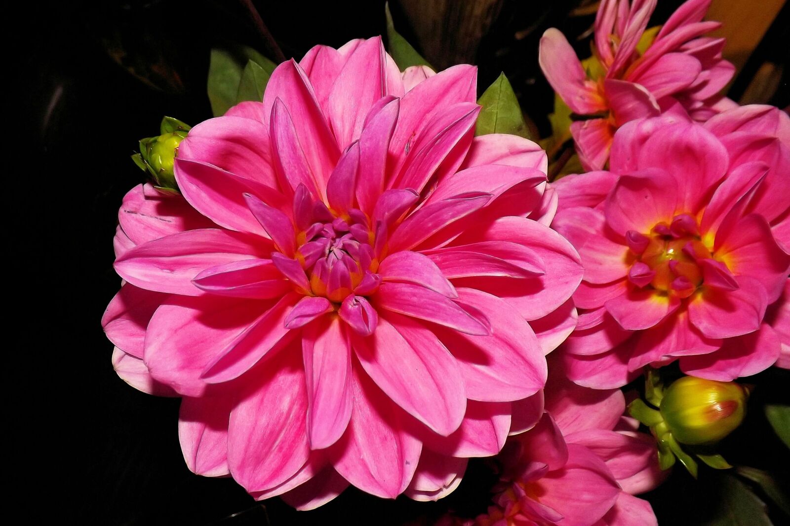 Fujifilm FinePix S4300 sample photo. Dahlias, bud, flower garden photography