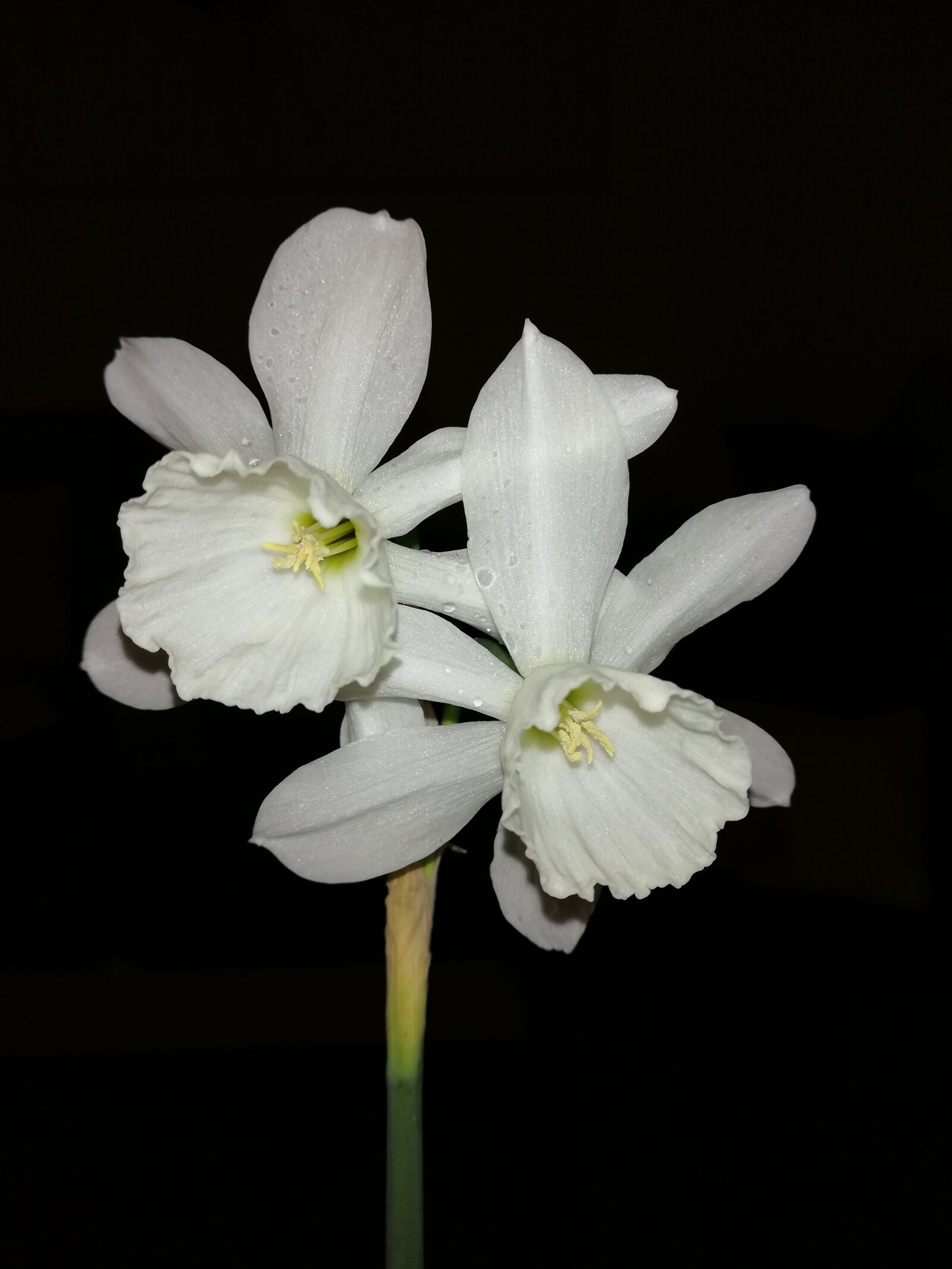 HUAWEI Mate 10 Lite sample photo. Daffodil, flower, plant photography
