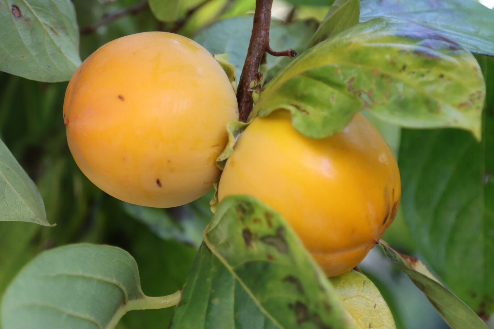 Canon EOS 90D sample photo. Khaki, fruit, fall photography