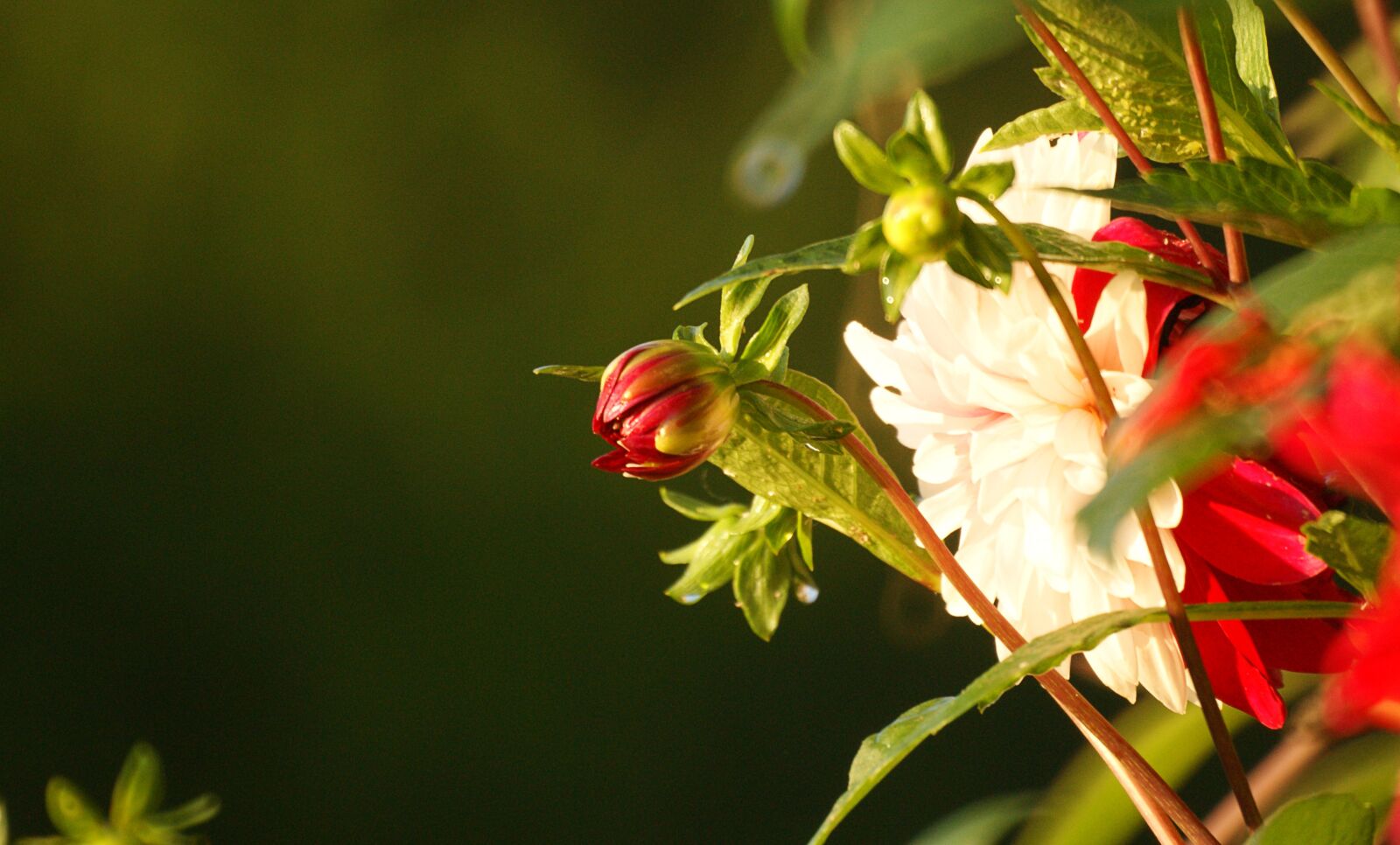 Sony Alpha DSLR-A390 sample photo. Flowers garden, nature, flora photography