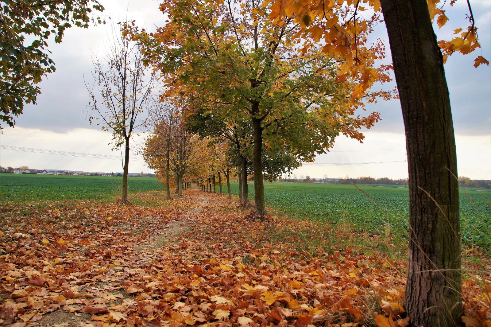 Sony SLT-A58 sample photo. Autumn, path, the trail photography