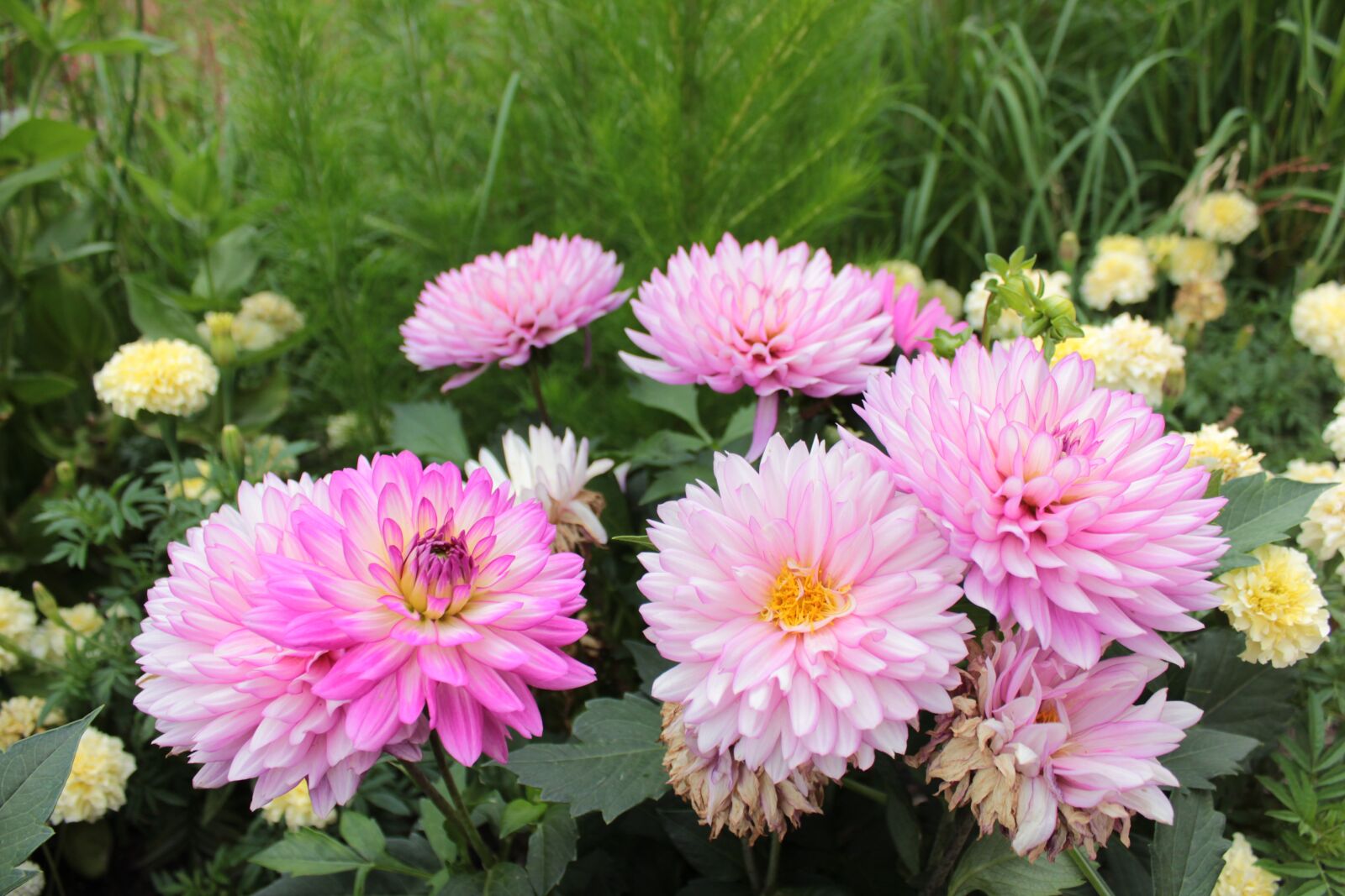 Canon EOS 1300D (EOS Rebel T6 / EOS Kiss X80) sample photo. Pink, pink flowers, flowers photography