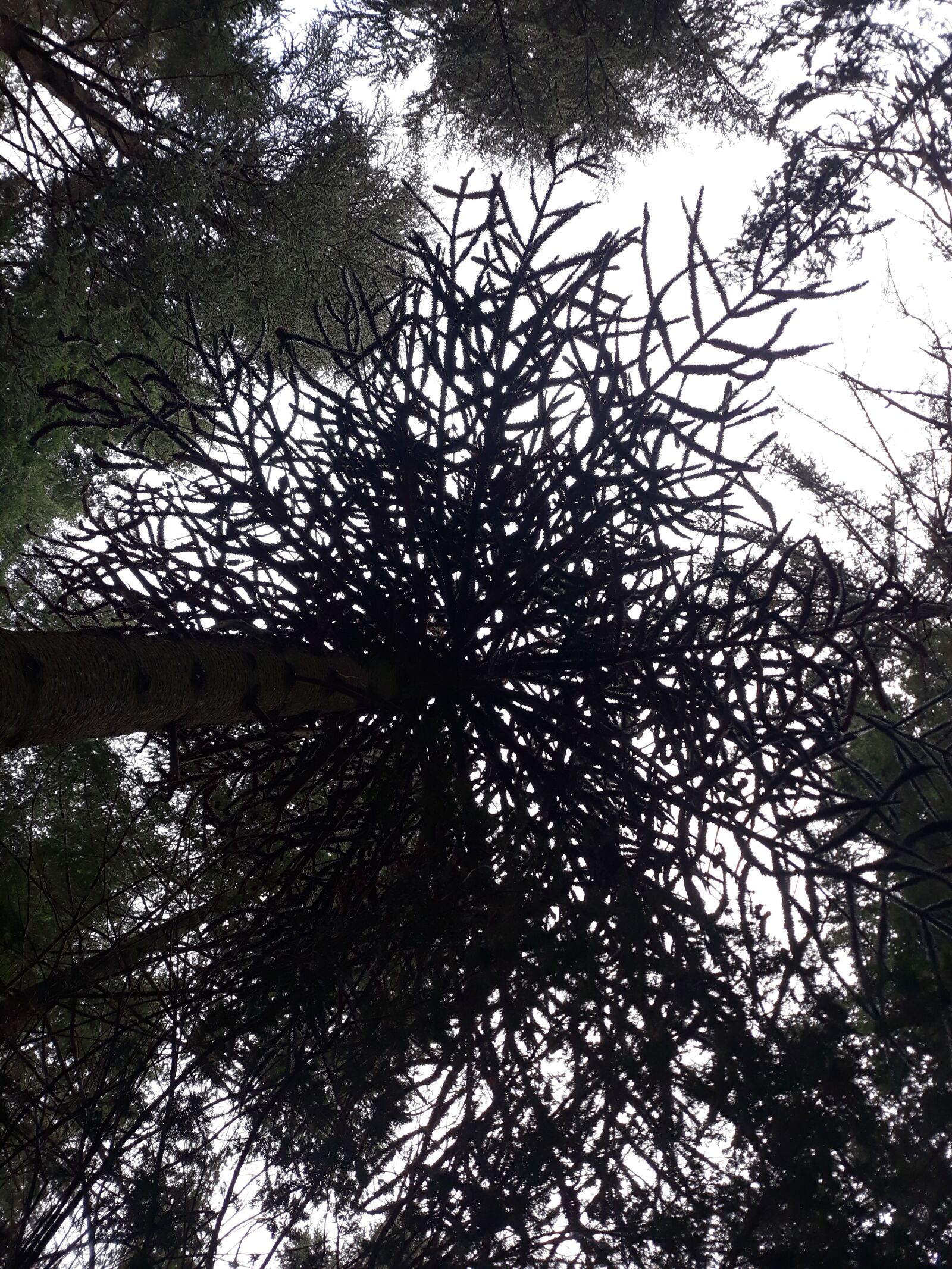 Samsung Galaxy J5 sample photo. Tree, forest, nature photography