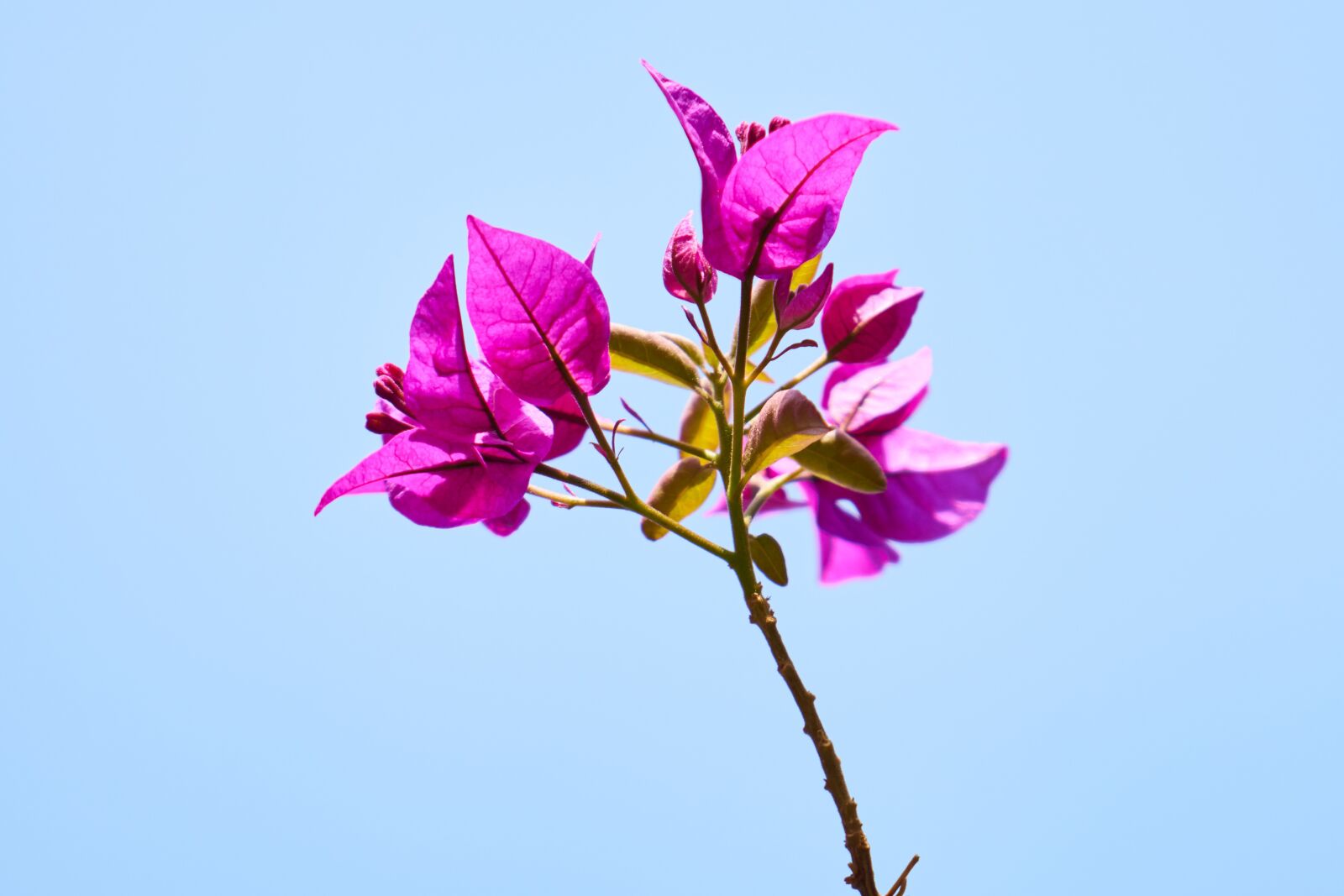 Sony a7R II sample photo. Flower, spring, summer photography