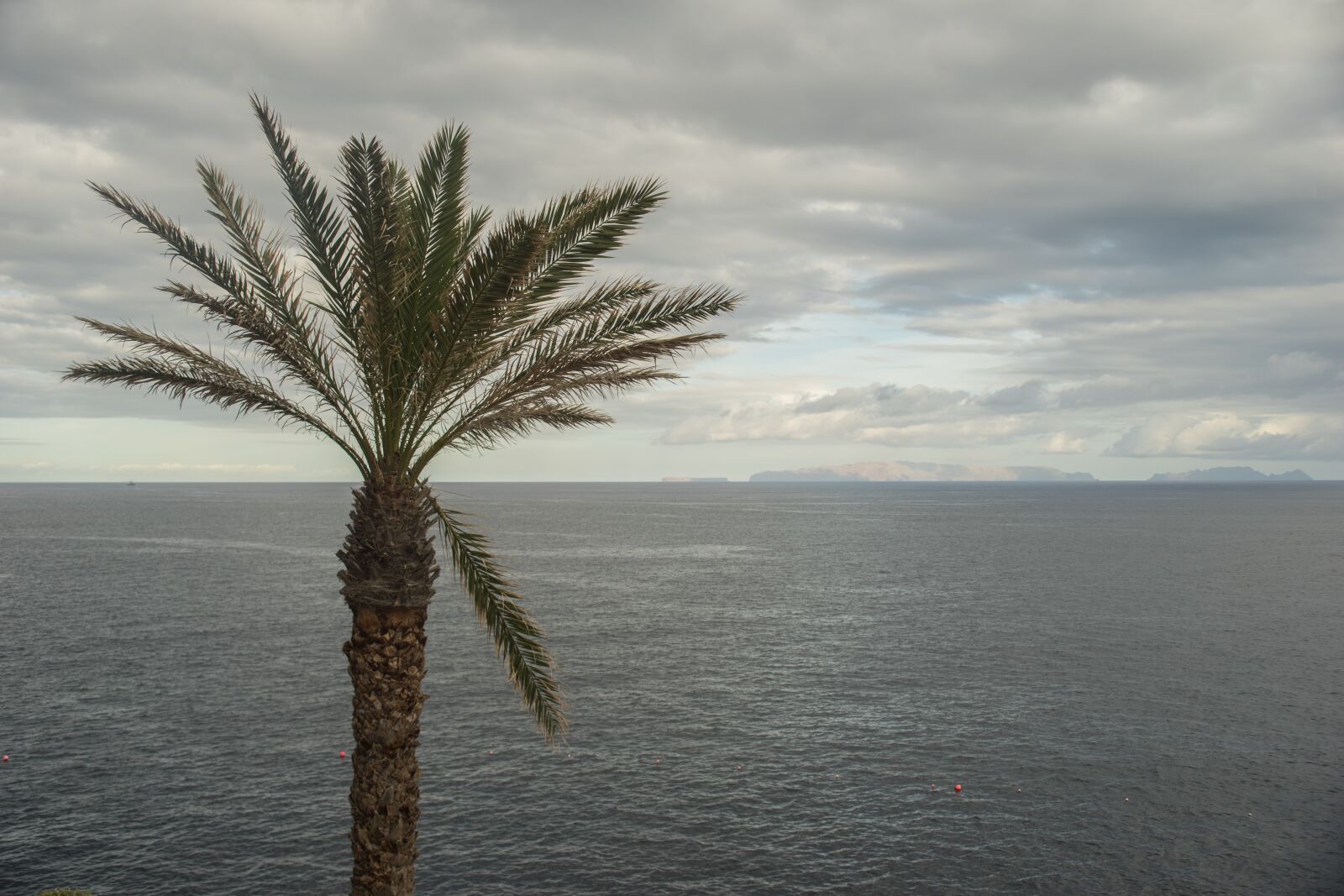 Sony a7 sample photo. Palm, tree, palm tree photography