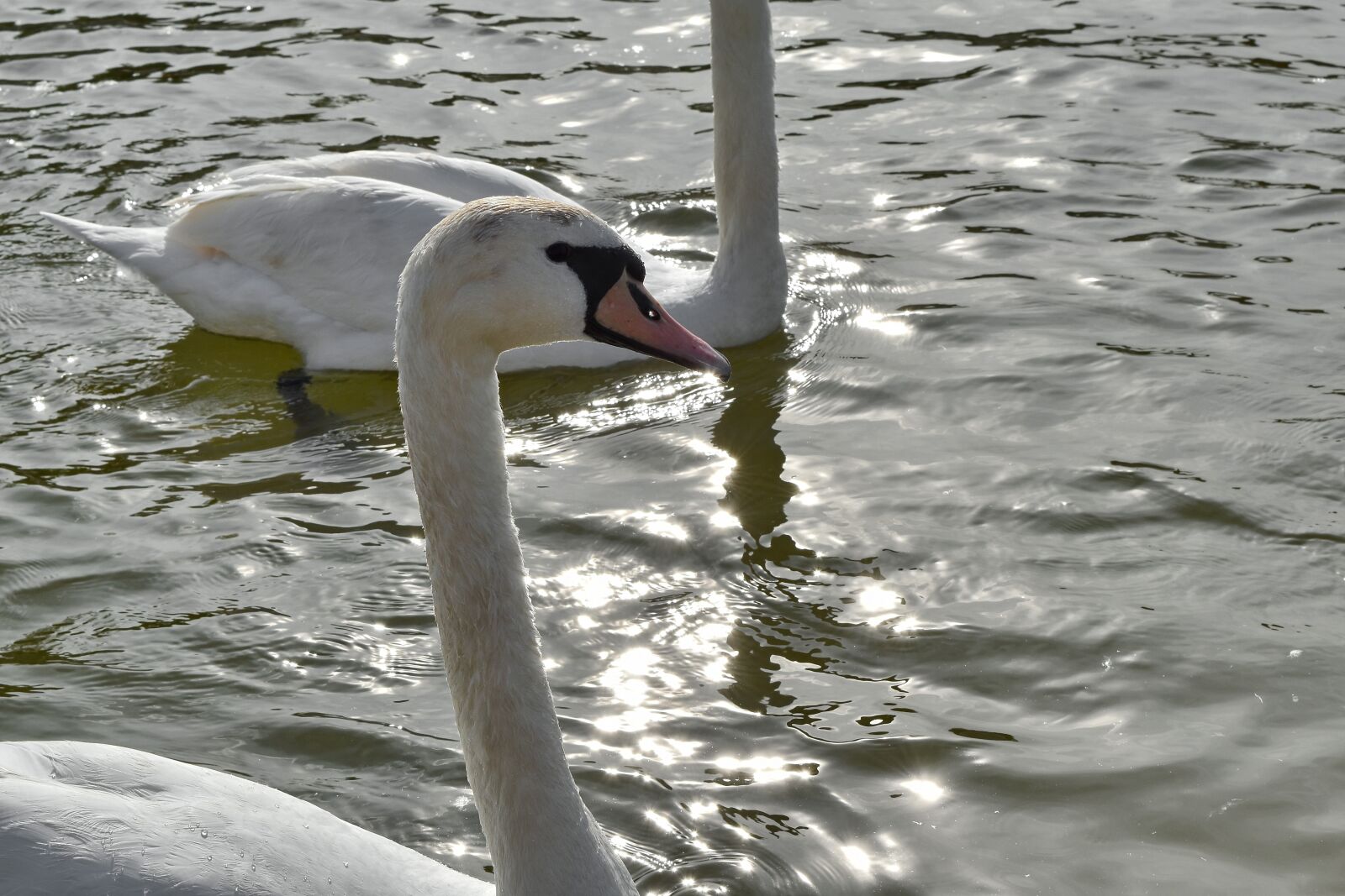 Nikon D5500 sample photo. Swan, waterfowl, bird, wildlife photography