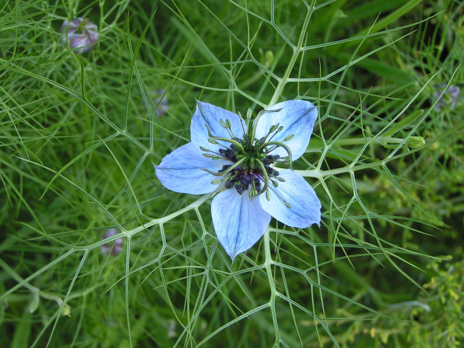KONICA MINOLTA DiMAGE Z2 sample photo. Cornflower, blue, petal photography