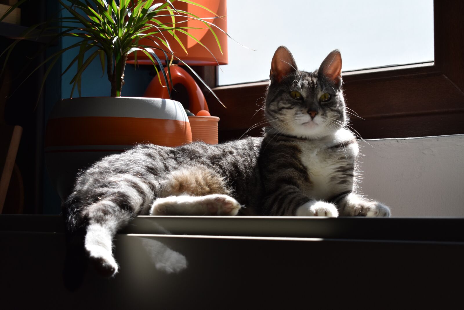Nikon D3400 sample photo. Cat, evil cat, scary photography