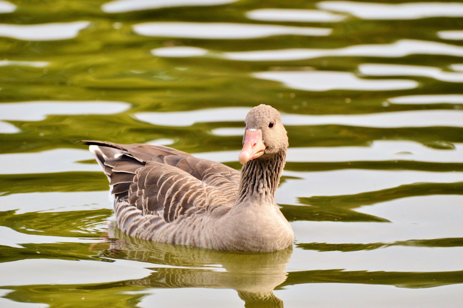 Nikon D3200 sample photo. Wild goose, goose, bird photography