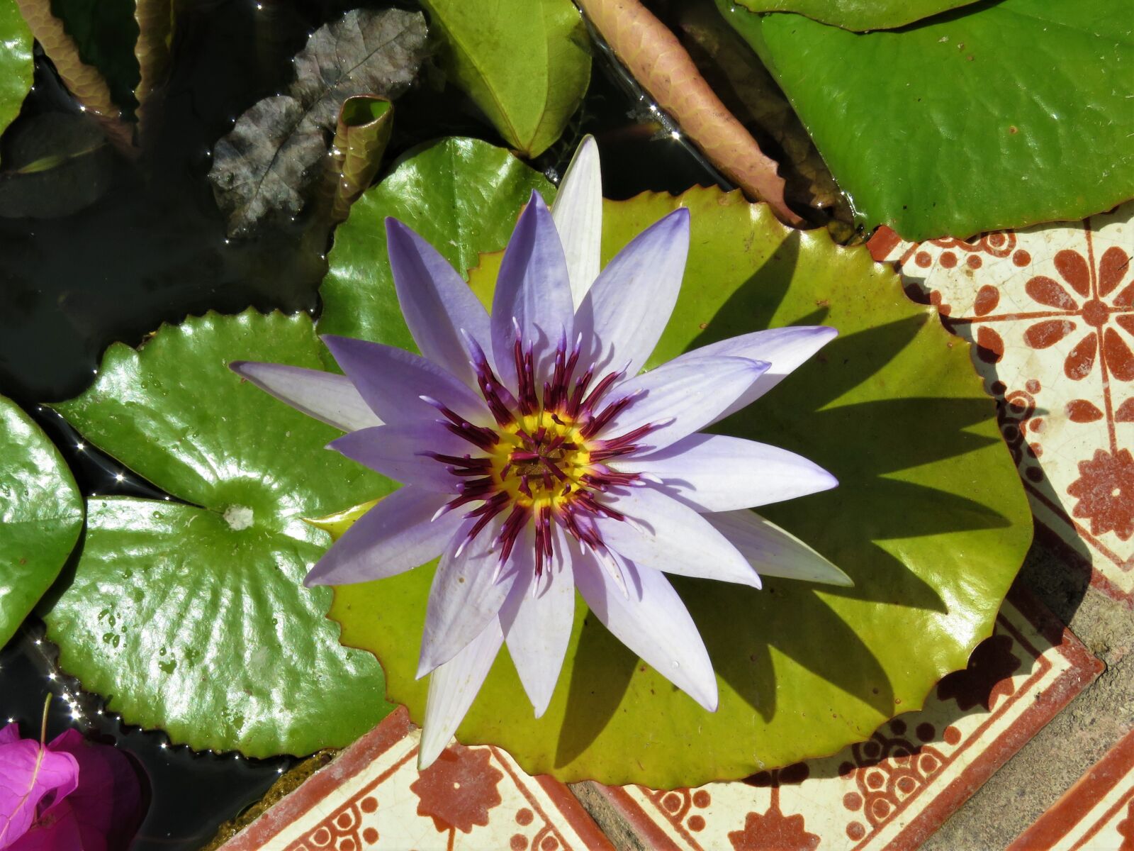 Canon PowerShot SX60 HS sample photo. Lotus, pond flower, purple photography