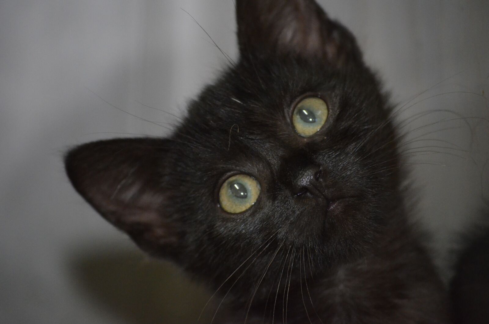 Nikon D5100 sample photo. Cat, black cat, animal photography