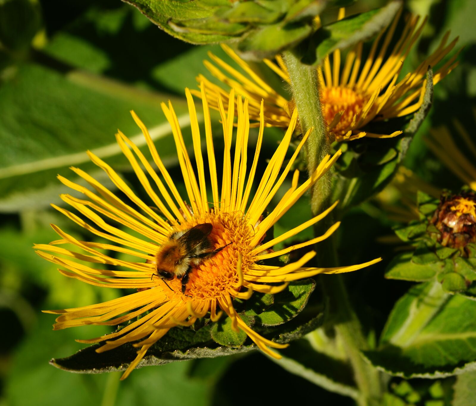 Sony Alpha DSLR-A900 sample photo. Blossom, bloom, yellow photography