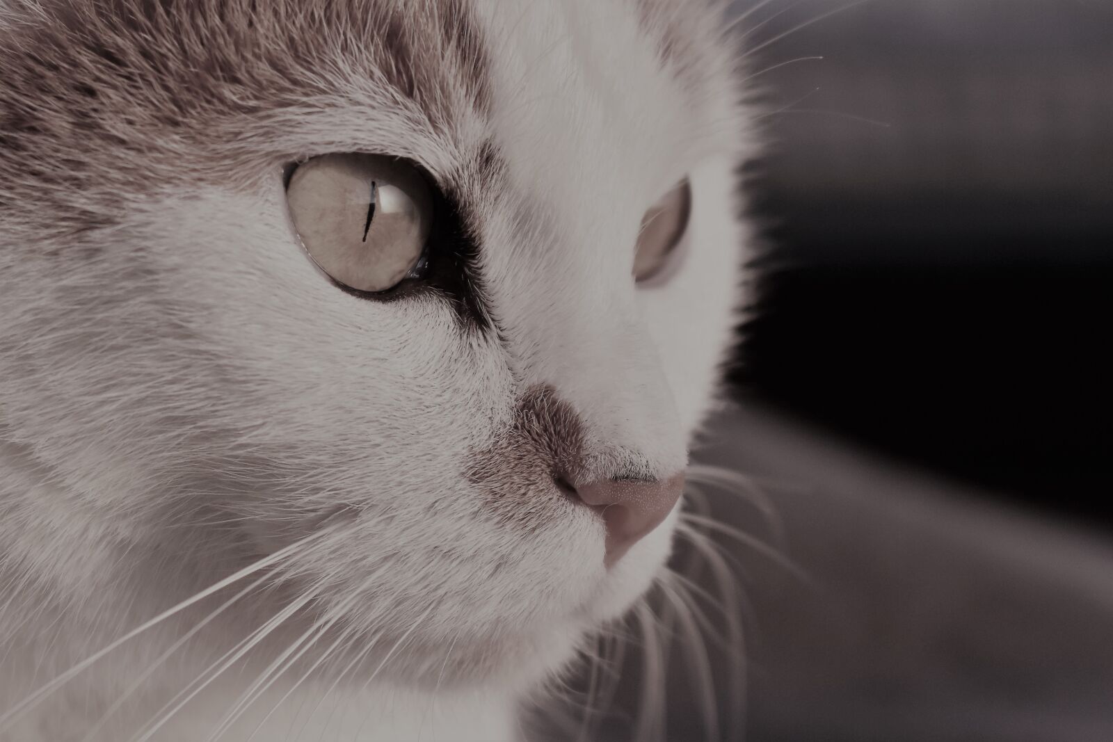 Nikon D5500 sample photo. Cat, pet, animal photography