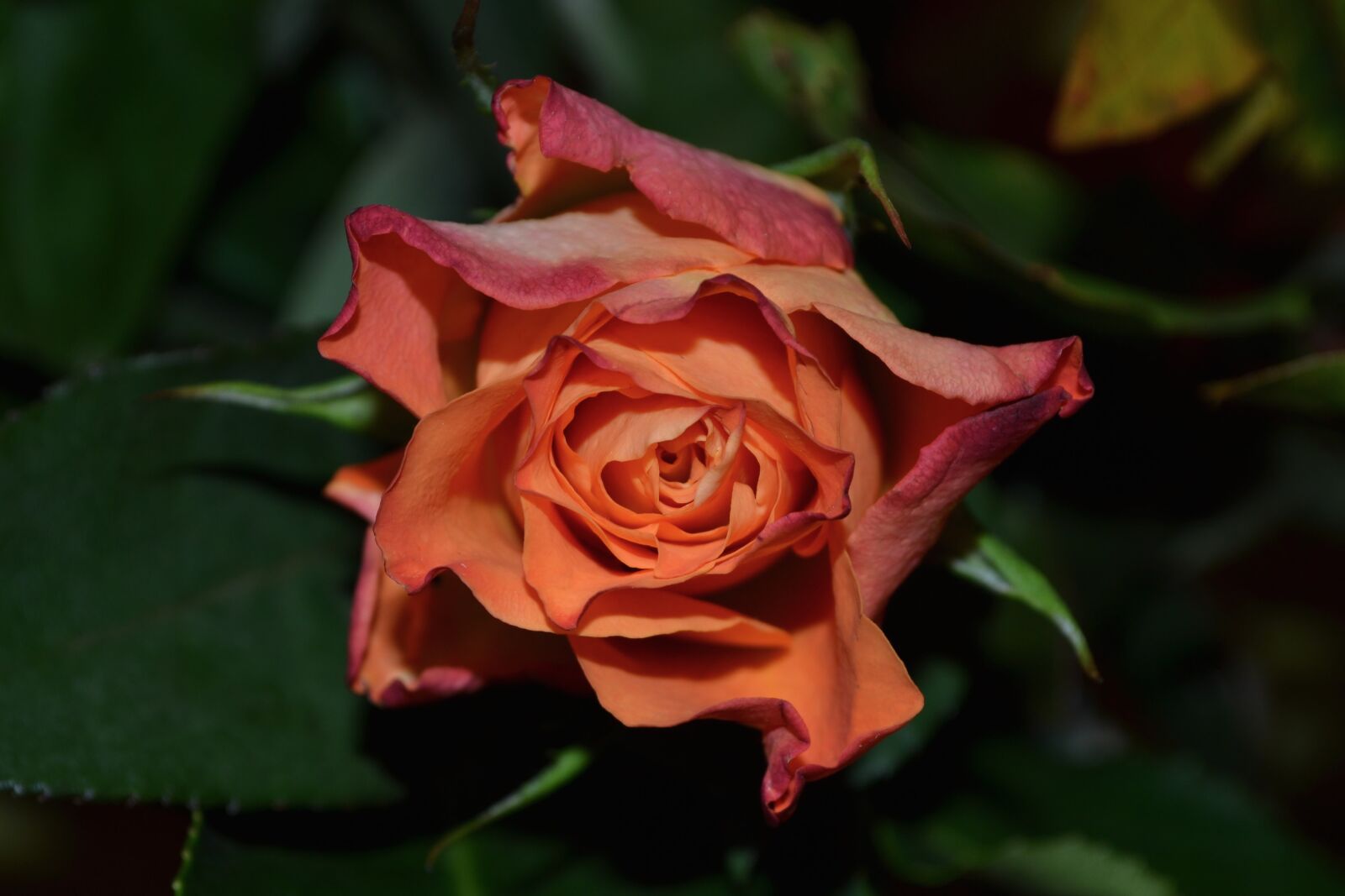 Nikon D3100 sample photo. Red, flower, surrounded, by photography