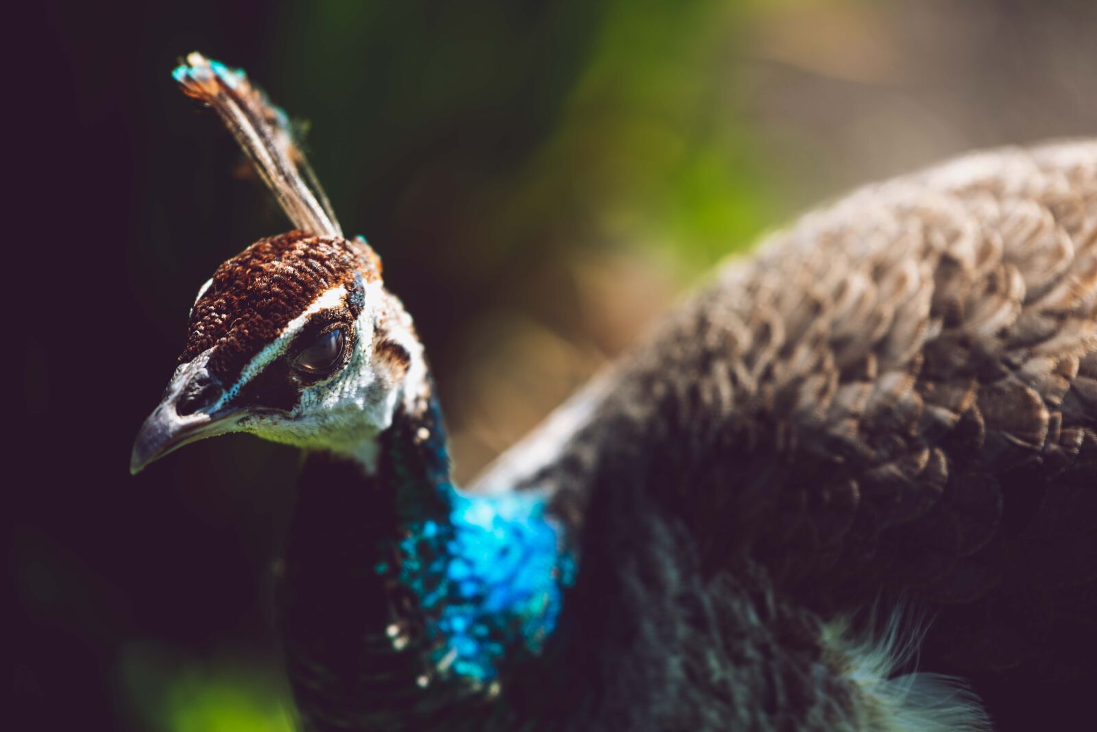 Nikon D750 sample photo. Peacock, bird, plumage photography