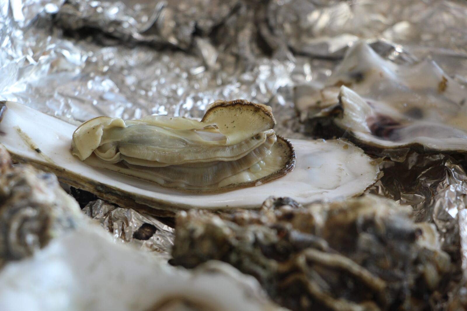Canon EOS 100D (EOS Rebel SL1 / EOS Kiss X7) sample photo. Oyster, oyster roast, seafood photography
