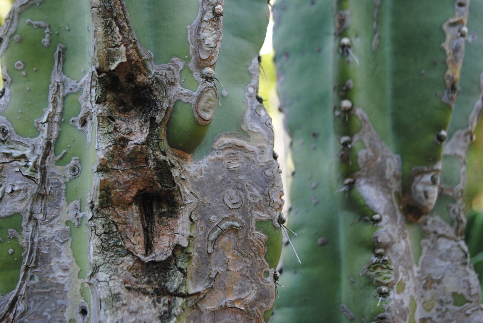 Nikon D3000 sample photo. Botanical, park, garden photography