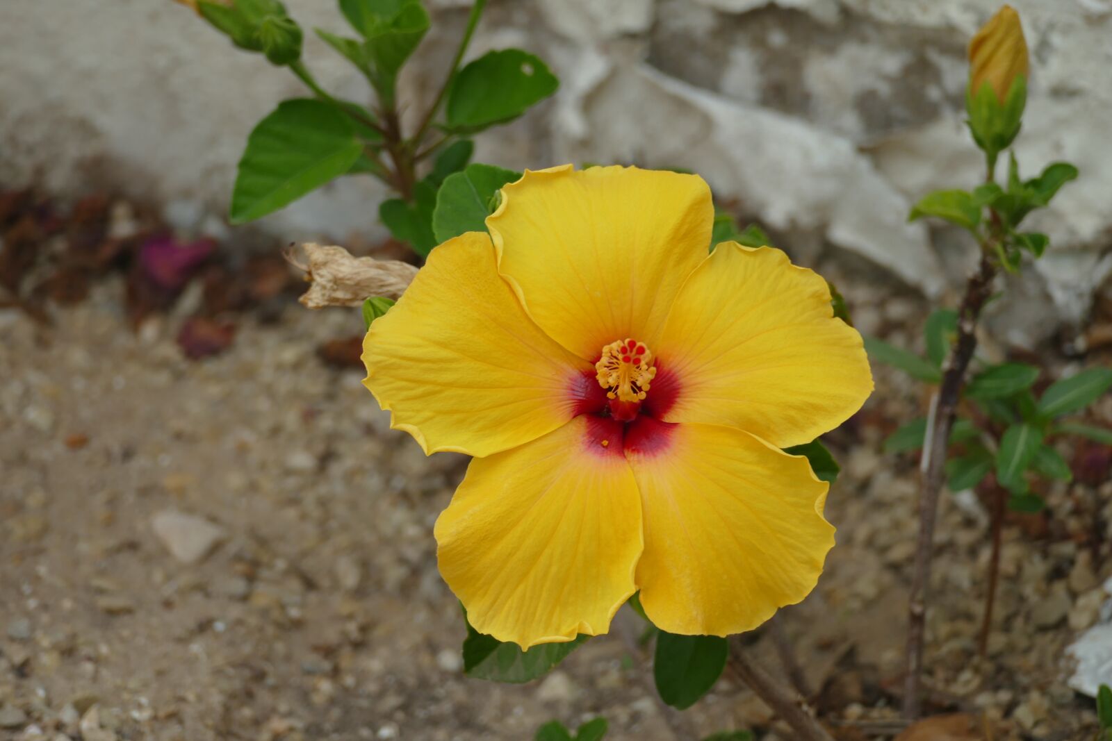 Panasonic Lumix DMC-FZ1000 sample photo. Hibiscus, flower, yellow photography