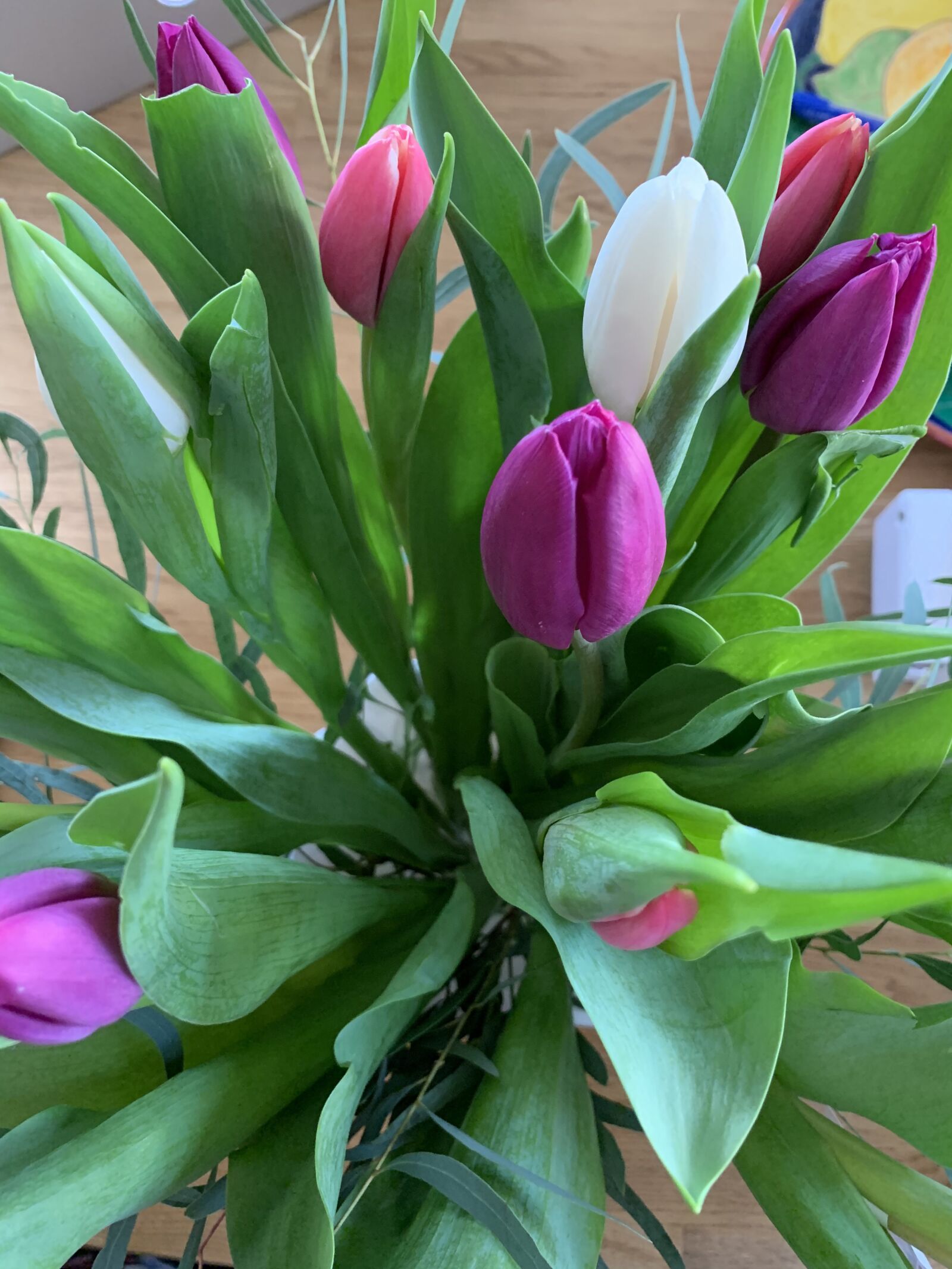 Apple iPhone XR sample photo. Tulips, flowers, spring photography