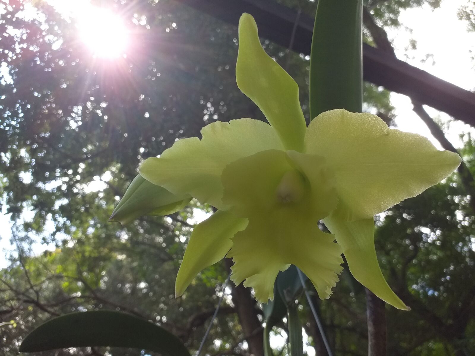 Samsung Galaxy J6+ sample photo. Flowers, orchid, exotic photography