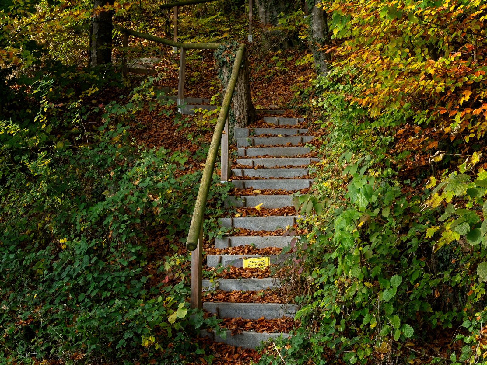 Nikon D7100 sample photo. Stairs, gradually, nature photography