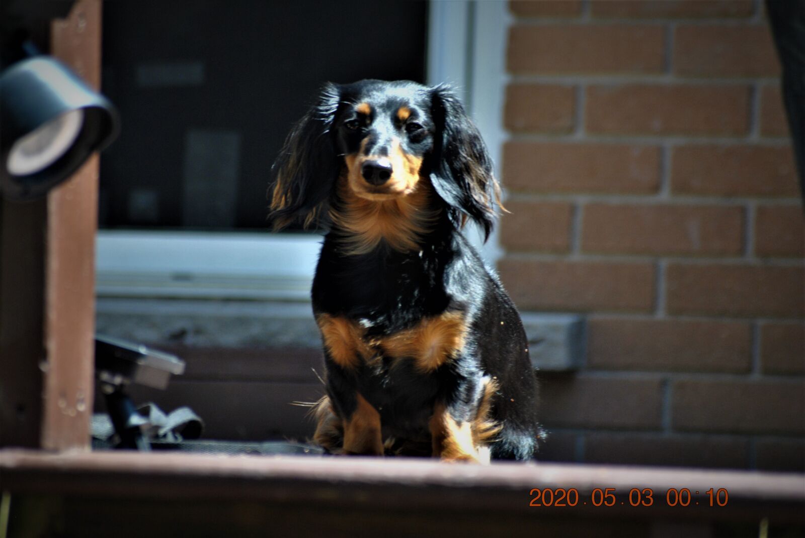 Nikon D3000 sample photo. Dog, pet, animal photography